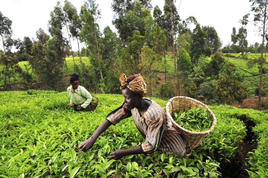 African Farmers Harvest Tea