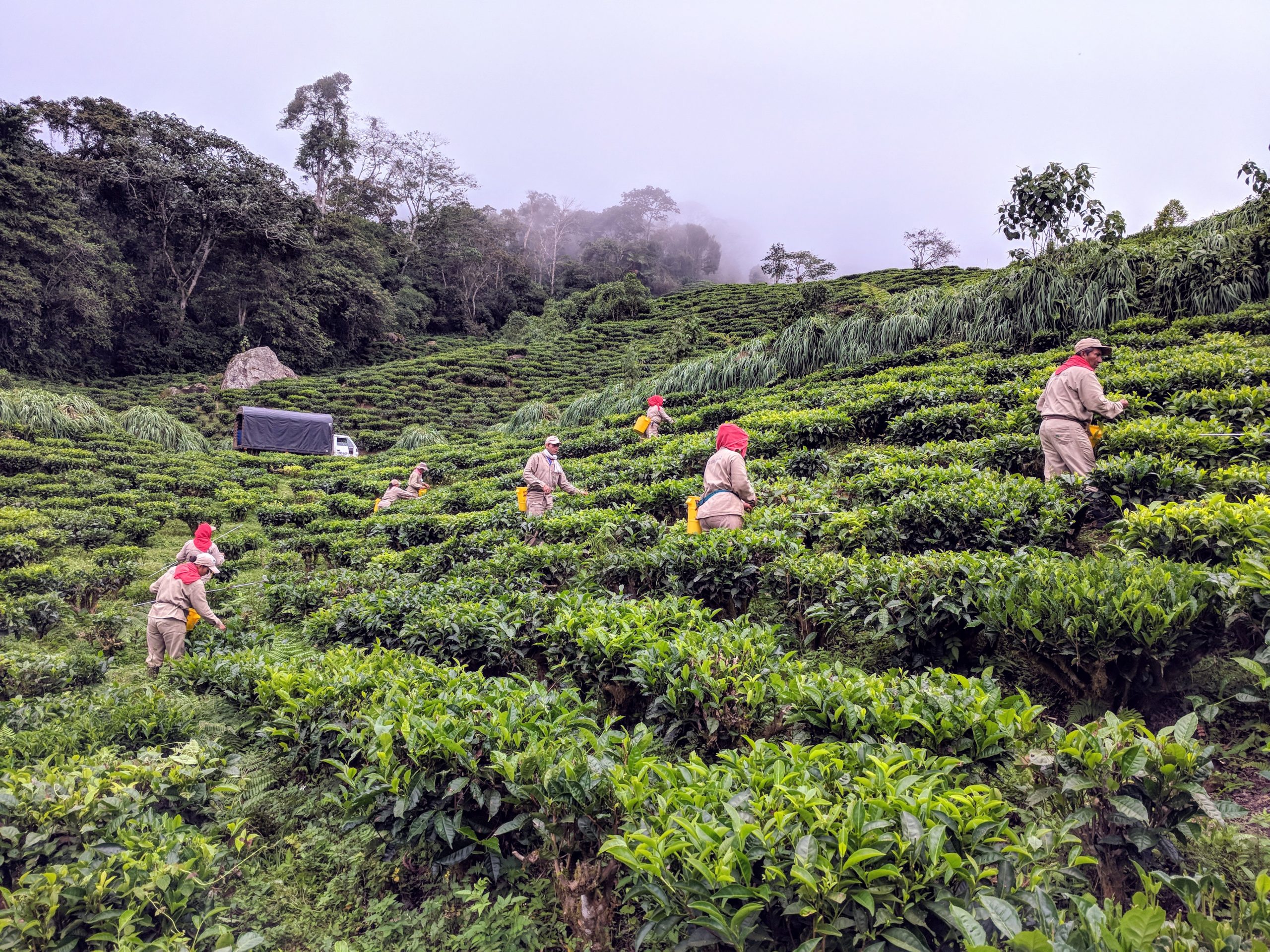 Farmers Harvesting Tea on Hillside