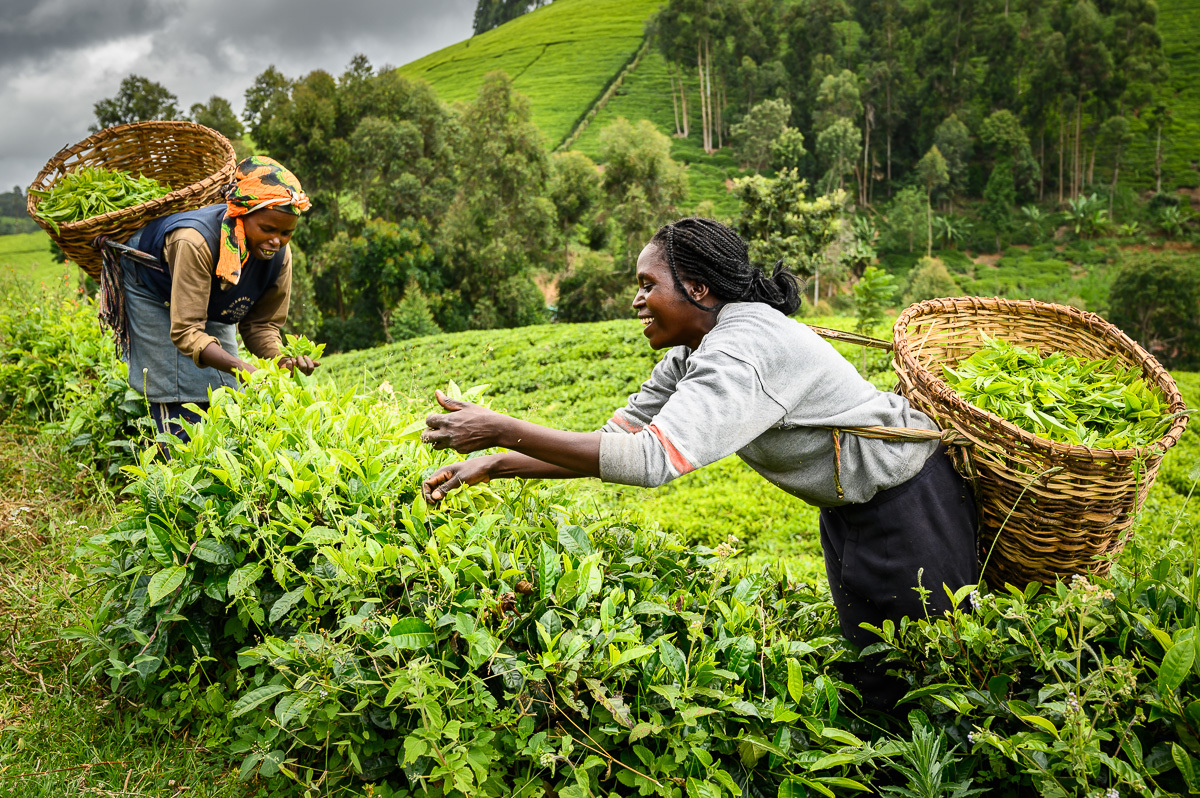 Two African Women Harvesting Tea